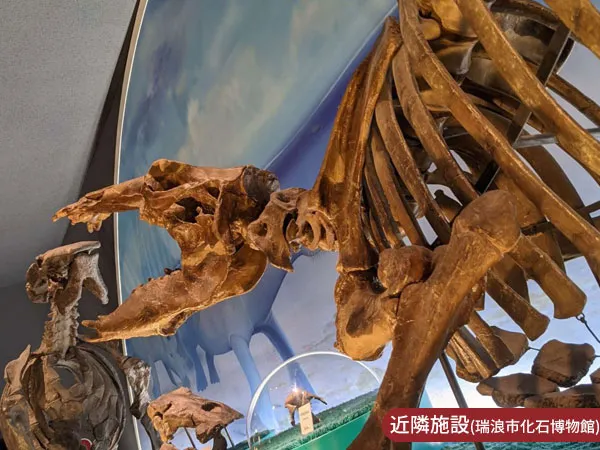 瑞浪市化石博物館